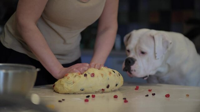 dog help owner make food. A dog, an American Bulldog, sits at the table in the kitchen and watches as his owner prepares a pie. Preparing for Easter, preparation for Christmas