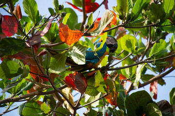 Guacamaya en Árbol de Almendrón.