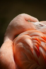 close up of a flamingo