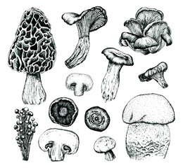 Mushrooms Morel, Enoki, Chanterelle, Eringi, Oyster, Portabella, White Button, Cremini, Porcini Ink Hand Drawn Clipart set. Hand drawn edible mushrooms illustsration. - obrazy, fototapety, plakaty