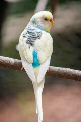 White Parakeet