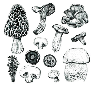 Mushrooms Morel, Enoki, Chanterelle, Eringi, Oyster, Portabella, White Button, Cremini, Porcini Ink Hand Drawn Clipart set. Hand drawn edible mushrooms illustsration.