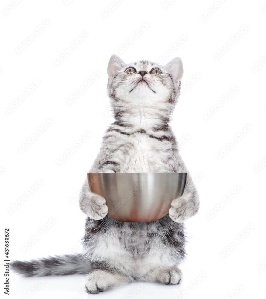 Poster kitten holds empty bowl and looks up. isolated on white background