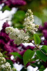 Beautiful branch of white terry lilac in the spring in the garden.