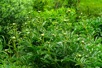 A bush of peony flowers with still unblown green heads.