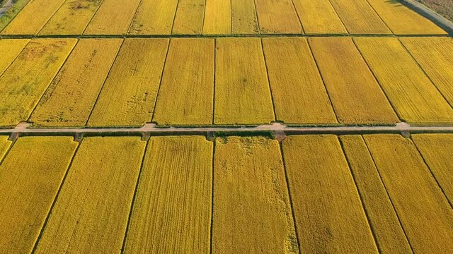 Golden autumn rice field just before harvest