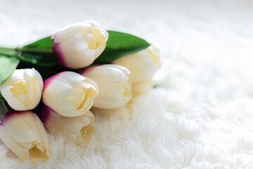 Fototapeta na wymiar Close up white tulip on white carpet.