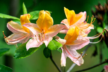 A rhododendron bush with many beautiful orange flowers.