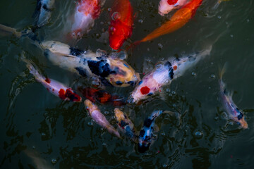 many different color of Koi Fish in the pond