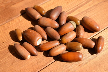 ドングリ 秋イメージ