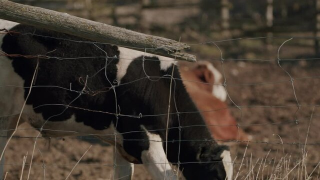 Holstein cow walking along fence towards where he eats. 4k HD at 24 frames per second