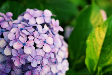 Obraz premium 梅雨を呼ぶ紫の花