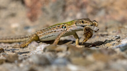 Common wall lizard with prey
