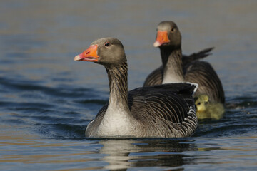 Two Greylag Geese, Anser anser, swimming on a lake with their cute babies.