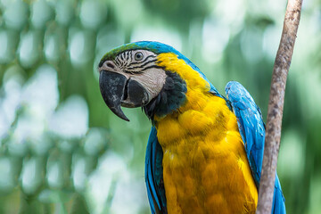Close-up profile portrait of a macaw parrot. The Ara ararauna (blue-and-yellow or blue-and-gold macaw) lives in the forest, woodland and savannah of tropical South America (Brazil, Venezuela).