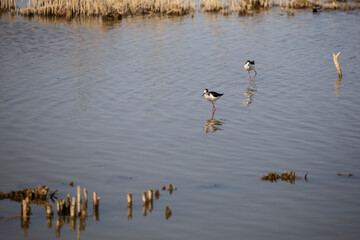 A couple of tiny white and black wild birds walking on water while fishing on a blue lagoon in Delta de l'Ebre, Catalonia