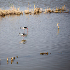 A couple of tiny white and black wild birds walking on water while fishing on a blue lagoon in Delta de l'Ebre, Catalonia