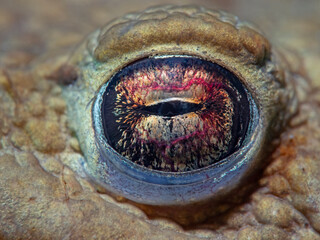 Common Toad Eye Close up underwater