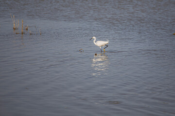White wild bird walking on water on a blue lagoon while fishing in Delta de l'Ebre, Catalonia
