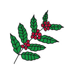 Hand drawn doodle vector illustration of ripe red coffee bean plant with green leaves. Isolated on white background.