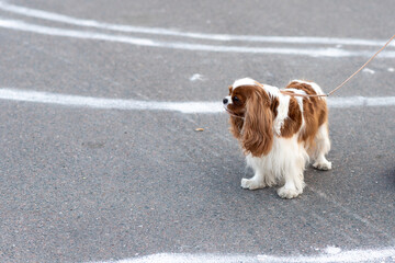 Cavalier King Charles Spaniel, on a leash, next to the owner