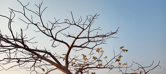 bird on tree