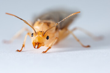Red ant queen on a white background. It is female. Has reproductive functions.