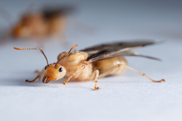 Red ant queen on a white background. It is female. Has reproductive functions.