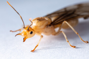 Red ant queen on a white background. It is female. Has reproductive functions.