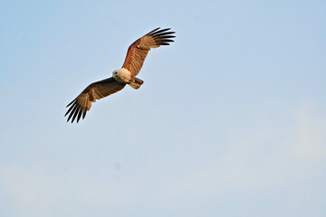 Brahminy Kite in flight, Haliastur indus
