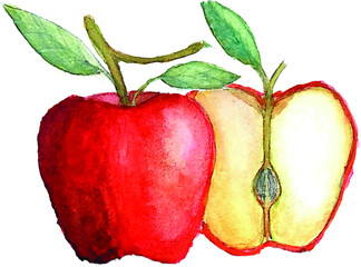 Apples watercolor hand drawn
