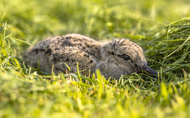 Eurasian oystercatcher chick