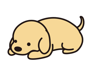 伏せをする犬 レトリーバーの子犬