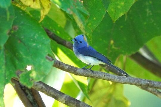 Blue Bird On A Branch, Black Naped Monarch