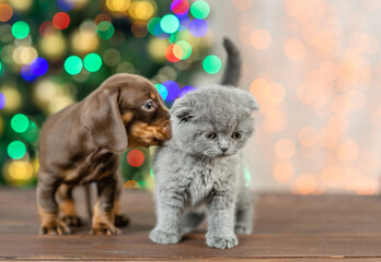 Fototapeta na wymiar A dachshund puppy and a Scottish breed kitten are sitting in an embrace against the background of Christmas lights.