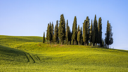 Group of cypress trees