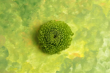 Green chrysanthemum on a green background. close-up. Fresh colorful image. Green and yellow natural background