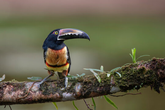 A collared aracari toucan displays its large bill