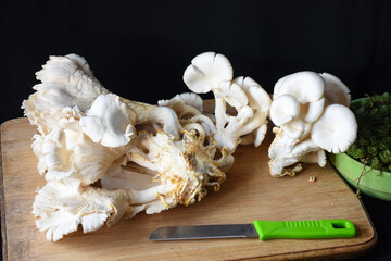 Freshly plucked white oyster mushroom