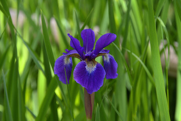 アヤメのクローズアップ