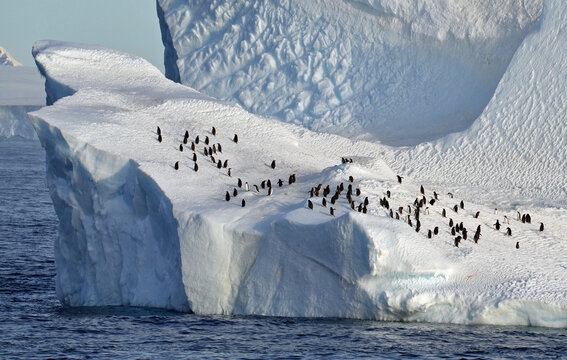 Iceberg with penguins, Antarctica                                                                                                         