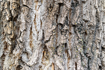 The bark of a deciduous tree trunk for a backdrop.