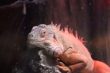 lizards