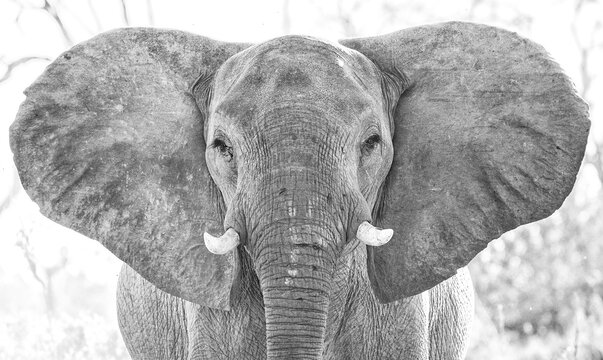 African Elephant (Loxodonta) in Botswana