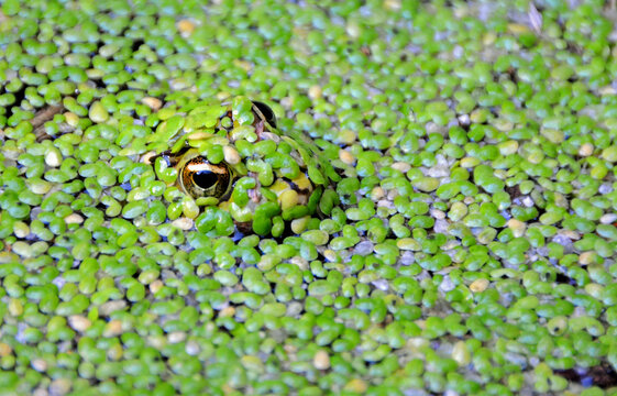 Frog in the weeds, South Africa