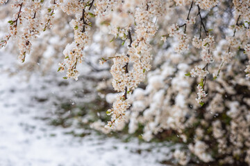 Snow and frost during late spring flowering season, blossoming plum tree with white flowers in the garden, nature background. Anomaly weather and climate change concept
