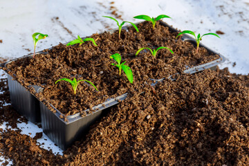 Transplanting seedlings. Transplanting young pepper seedlings into fertile soil.