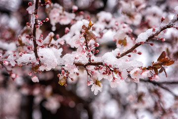 Snow and frost during late spring flowering season, blossoming sakura or decorative japanese cherry tree with pink flowers in the garden, nature background. Anomaly weather and climate change concept