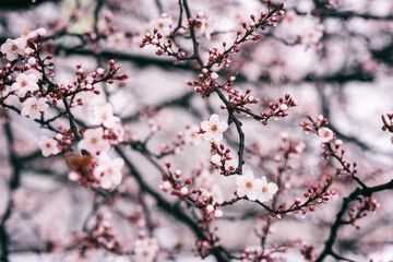 Snow and frost during late spring flowering season, blossoming sakura or decorative japanese cherry tree with pink flowers in the garden, nature background. Anomaly weather and climate change concept