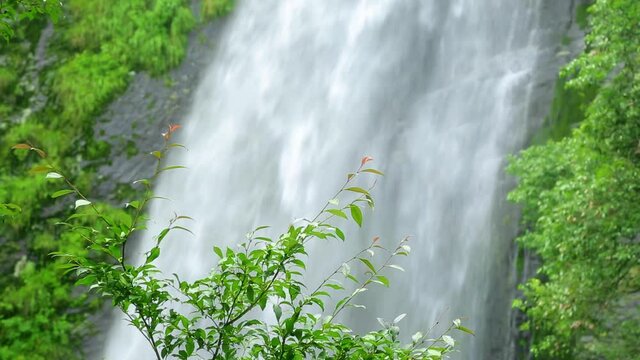 Close-up of clear, rushing waterfall with green trees as the foreground